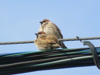 Eurasian Tree Sparrow 家の近所 Unknown Date