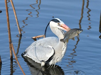 Grey Heron Unknown Spots Wed, 3/24/2021