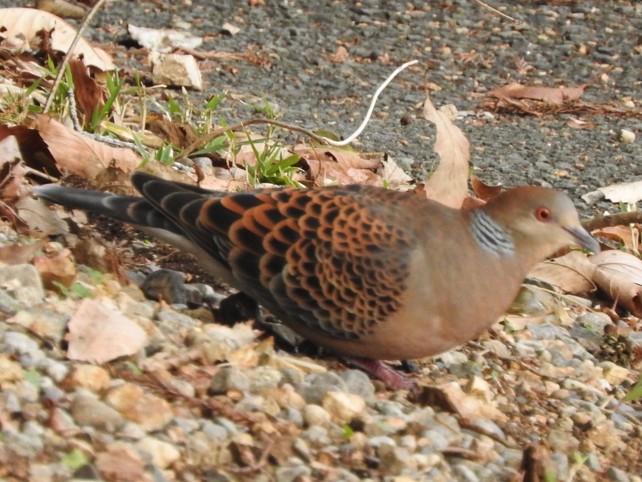  キジバトの写真 by はる