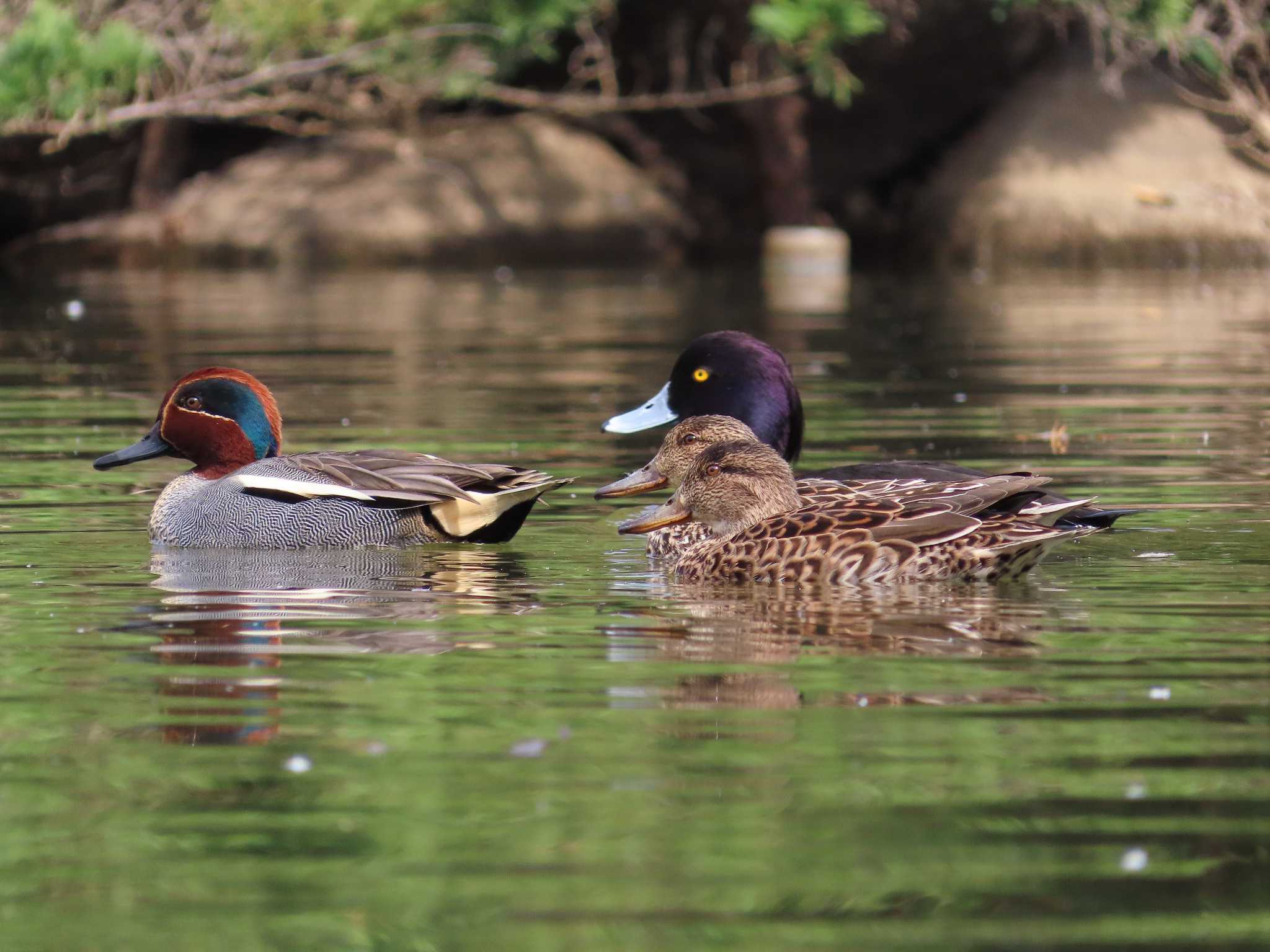 大池親水公園 コガモの写真