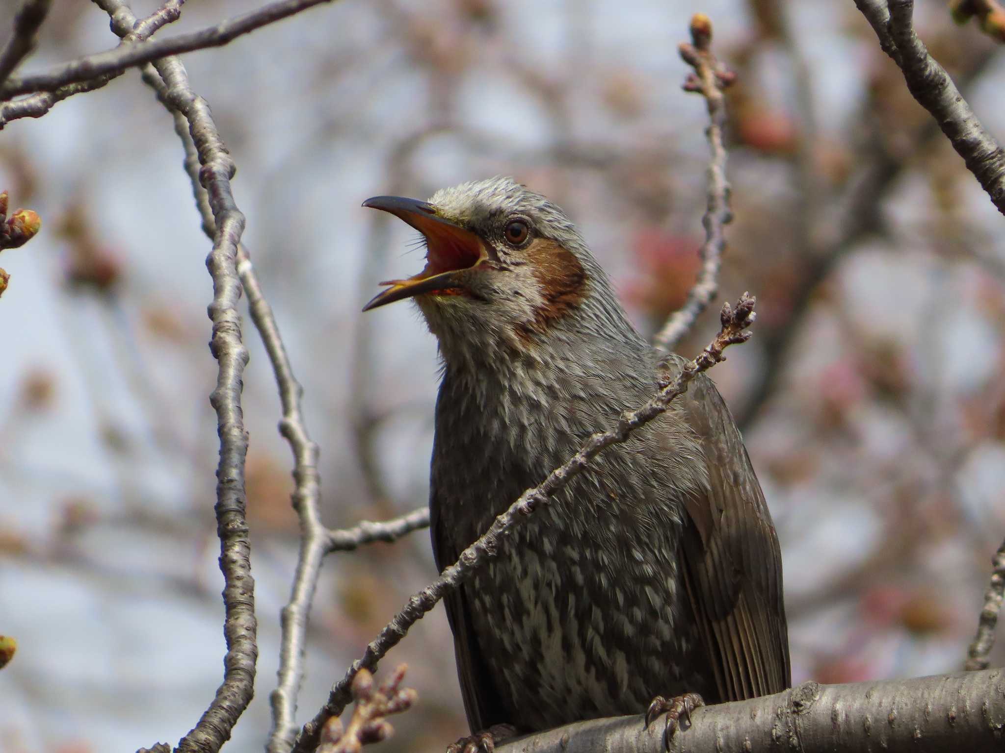 大池親水公園 ヒヨドリの写真