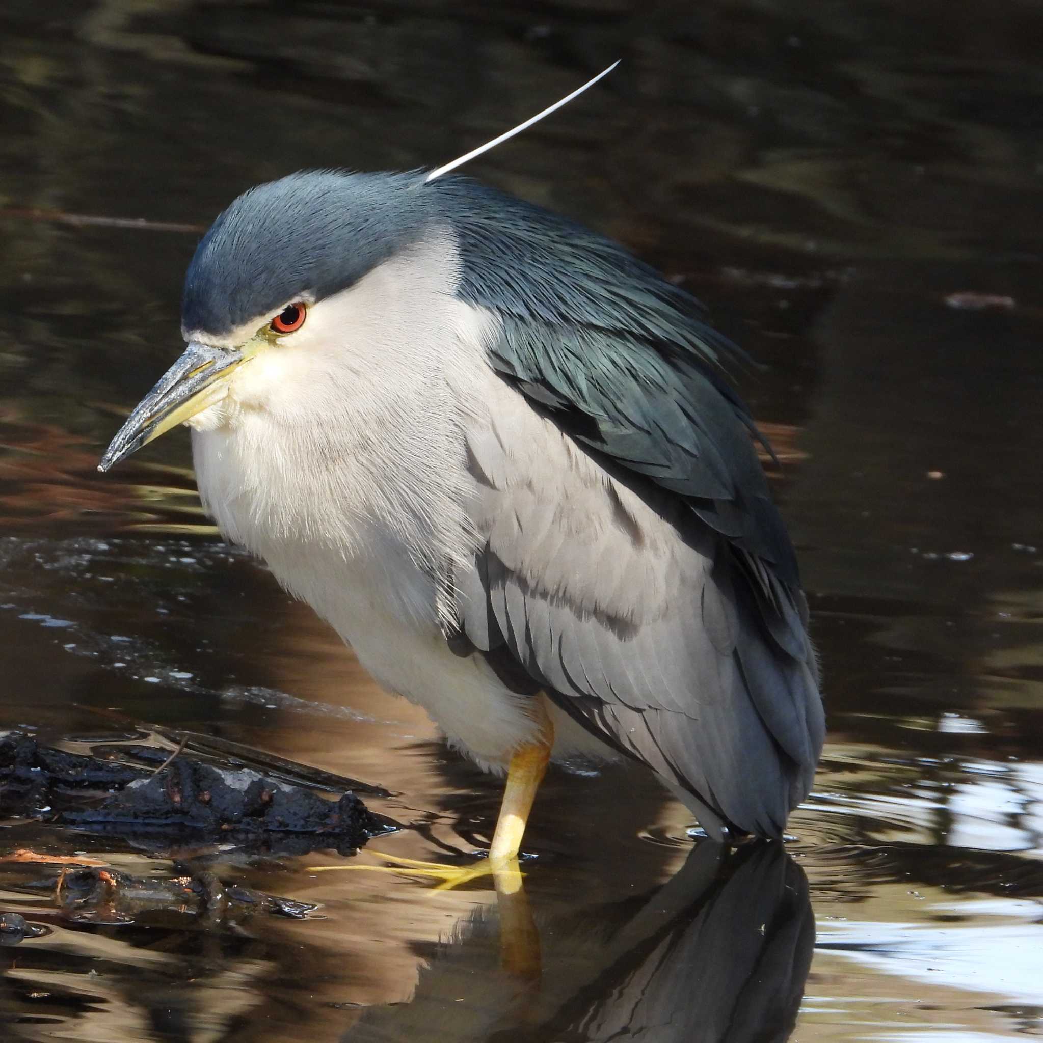 井の頭公園 ゴイサギの写真