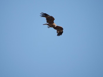 Black Kite 平塚市 Wed, 3/24/2021