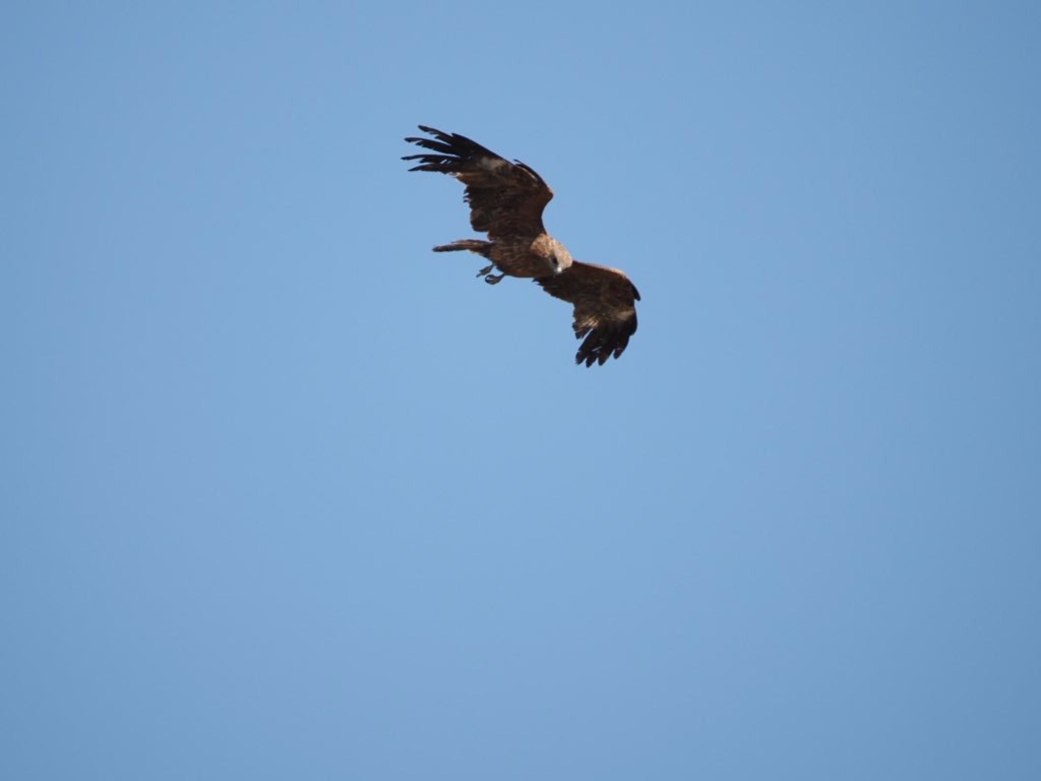 Photo of Black Kite at 平塚市 by 大福