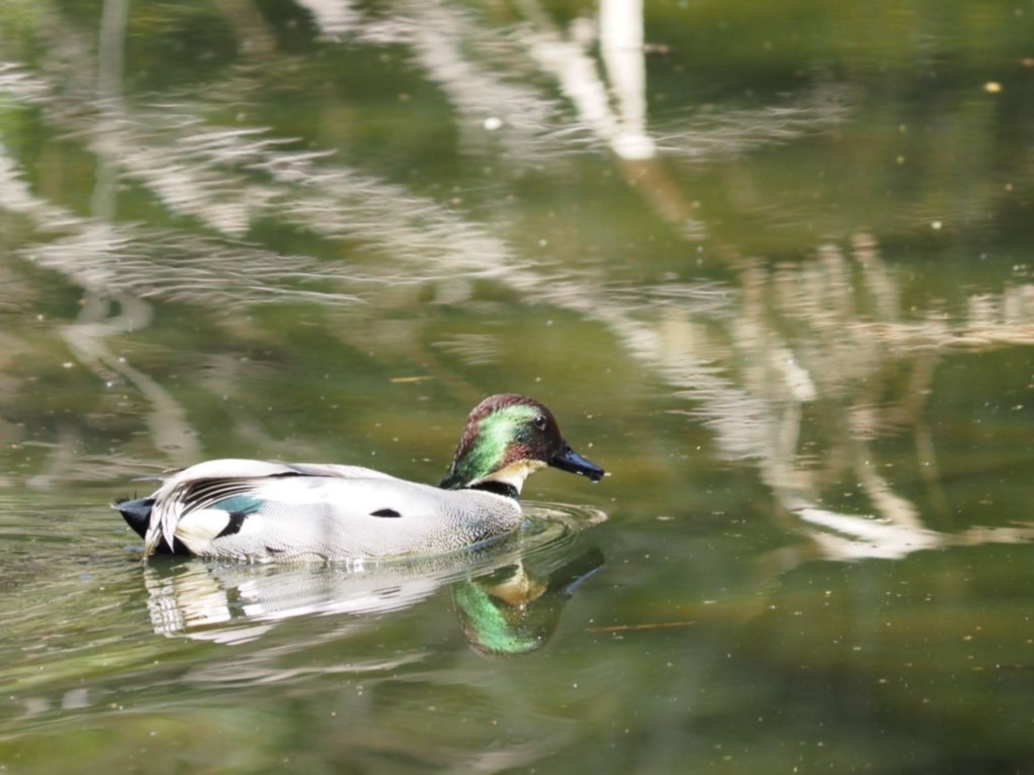 Photo of Falcated Duck at 平塚市 by 大福