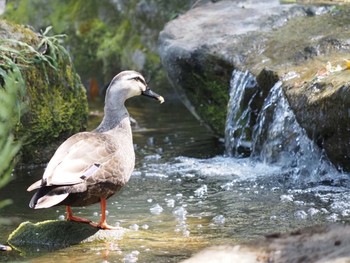 Eastern Spot-billed Duck 平塚市 Wed, 3/24/2021