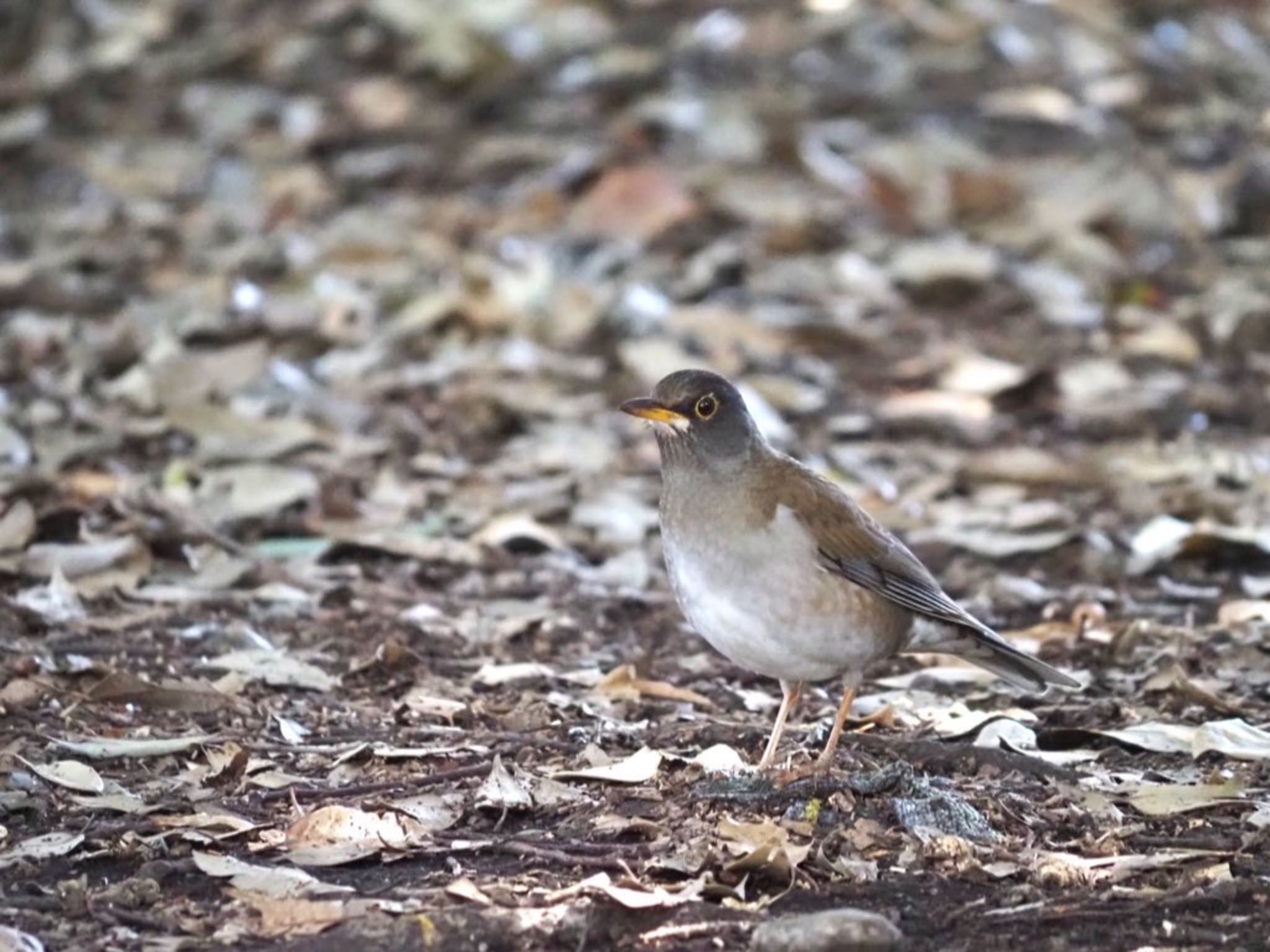 Photo of Pale Thrush at 平塚市 by 大福