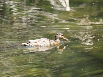 Falcated Duck 平塚市 Wed, 3/24/2021