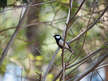 Japanese Tit 平塚市 Wed, 3/24/2021