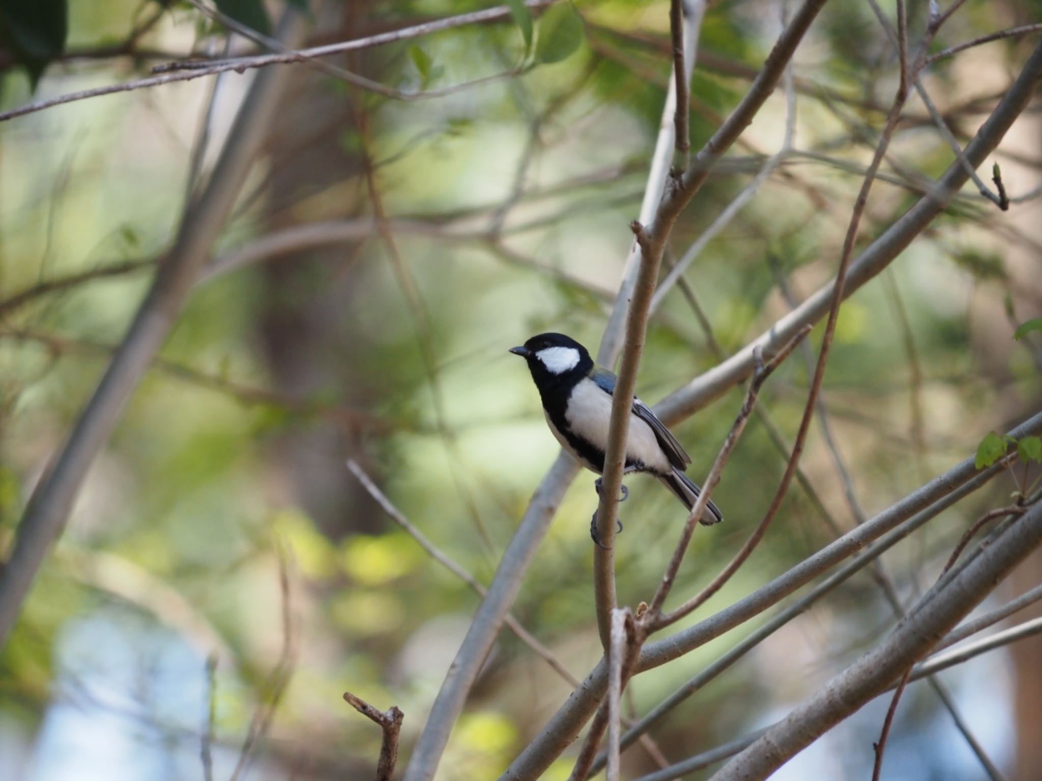 Japanese Tit