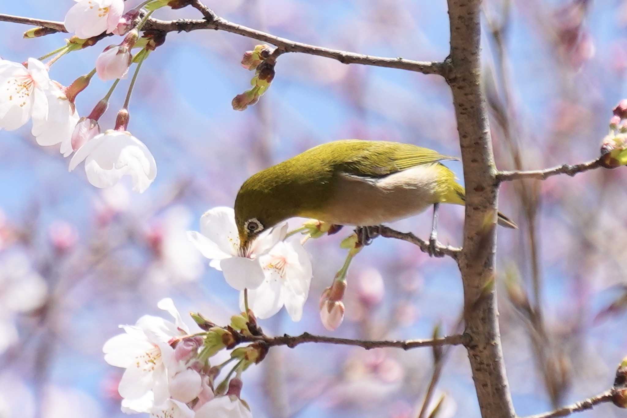 Photo of Warbling White-eye at 馬見丘陵公園 by nearco