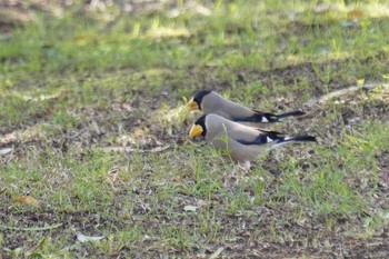 Japanese Grosbeak 馬見丘陵公園 Wed, 3/24/2021