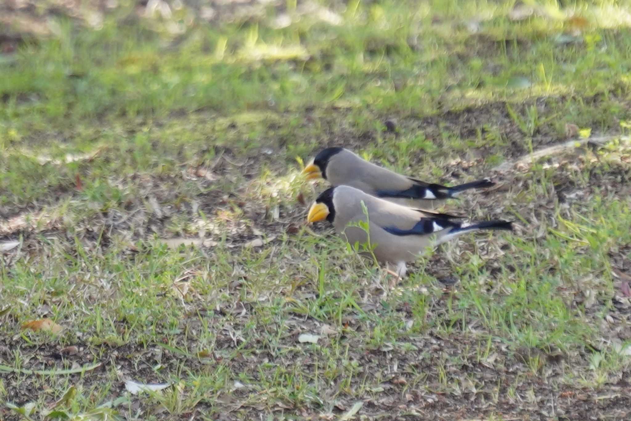 Photo of Japanese Grosbeak at 馬見丘陵公園 by nearco