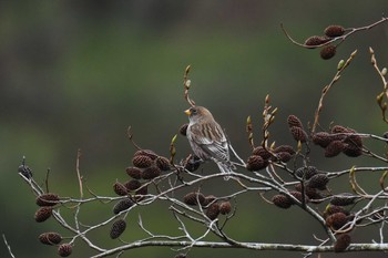 2020年12月12日(土) 兵庫県の野鳥観察記録