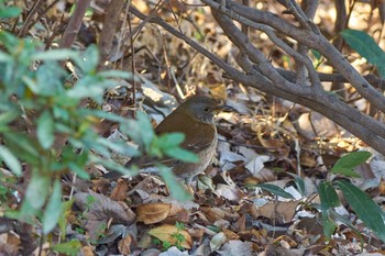 シロハラ 東高根森林公園 2021年2月9日(火)