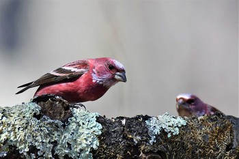 Pallas's Rosefinch Saitama Prefecture Forest Park Wed, 3/24/2021