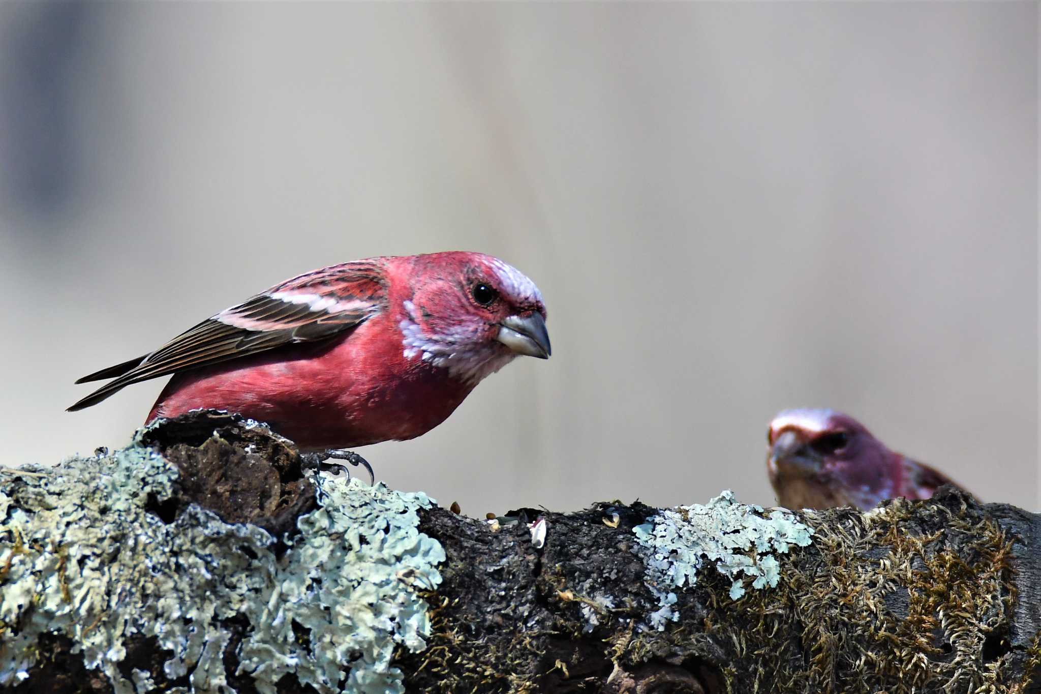 Photo of Pallas's Rosefinch at Saitama Prefecture Forest Park by こつめ