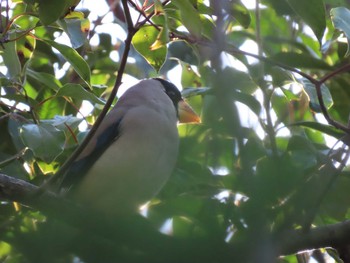 2021年3月23日(火) 山崎川中流域の野鳥観察記録