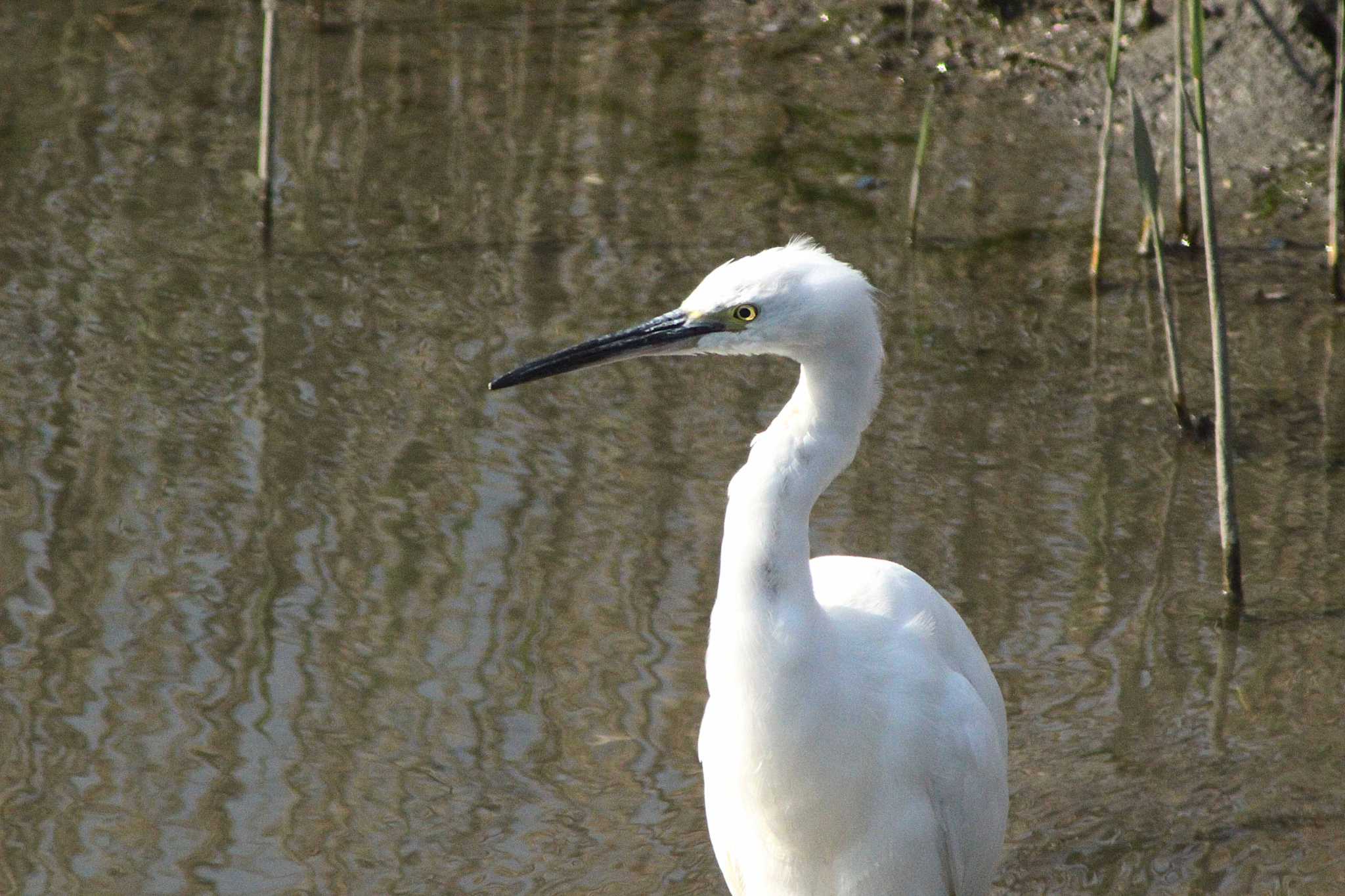 Little Egret