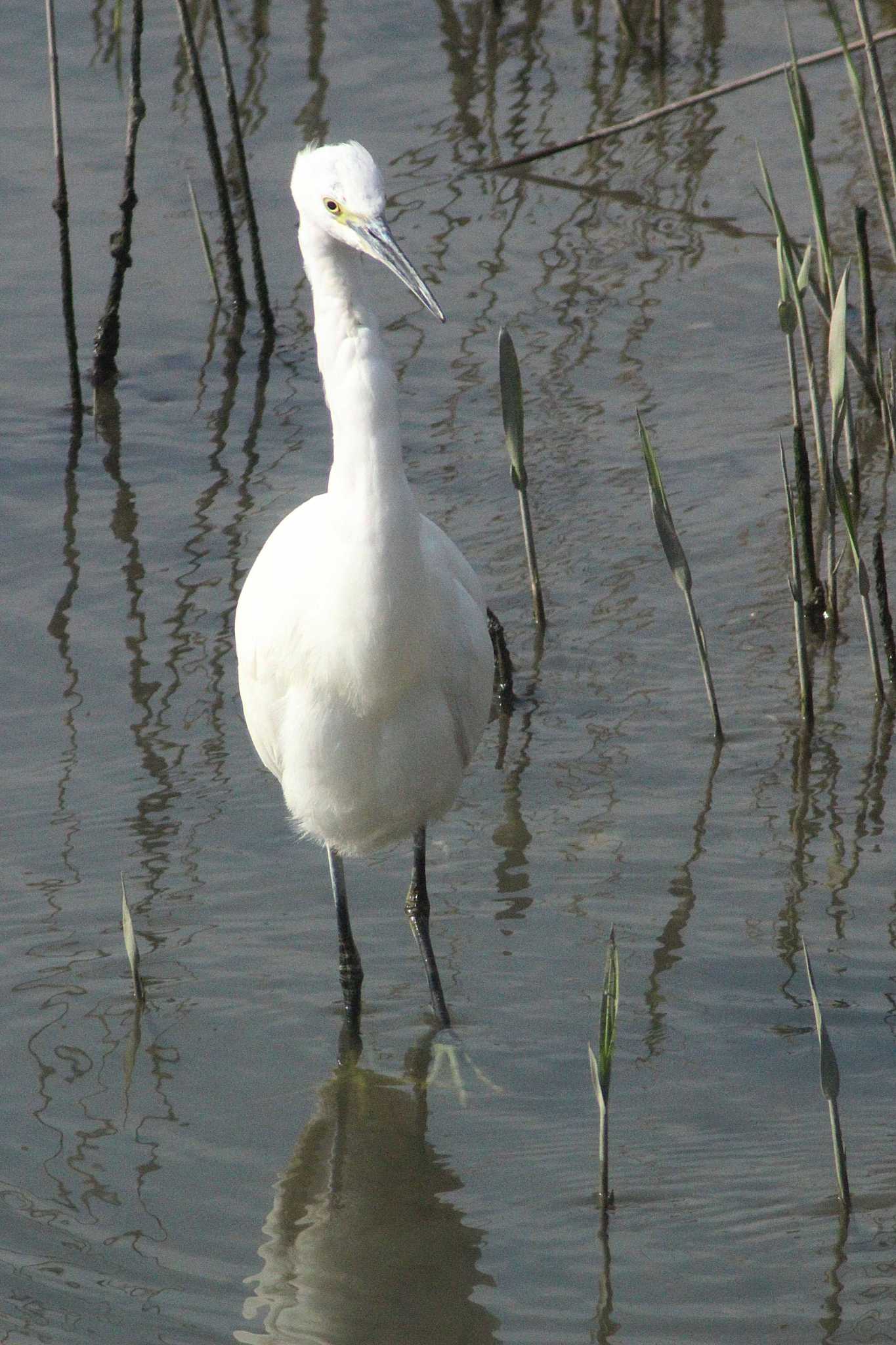 Little Egret