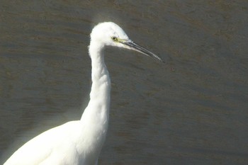 Wed, 3/24/2021 Birding report at 愛知県東海市名和町一ノ下　35°03'23.3"N 136°54'12.7"E