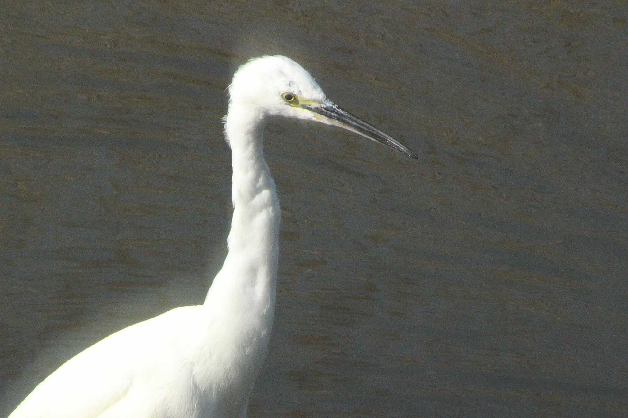 Little Egret