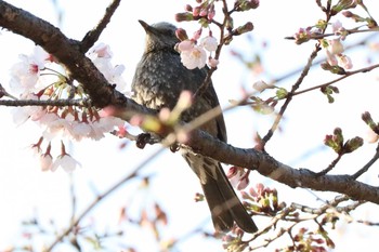 ヒヨドリ 横浜市児童遊園地 2021年3月24日(水)