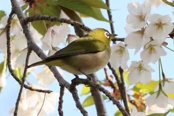 メジロ 児童遊園地 2021年3月24日(水)