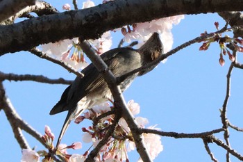 ヒヨドリ 児童遊園地 2021年3月24日(水)