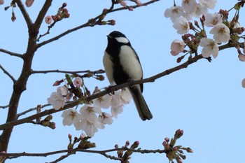 2021年3月24日(水) 児童遊園地の野鳥観察記録