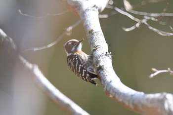 Japanese Pygmy Woodpecker 春日山原始林 Tue, 3/23/2021