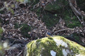 Red-flanked Bluetail 春日山原始林 Tue, 3/23/2021