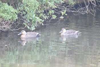 Eastern Spot-billed Duck 春日山原始林 Tue, 3/23/2021