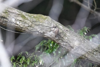 Eurasian Treecreeper 春日山原始林 Tue, 3/23/2021