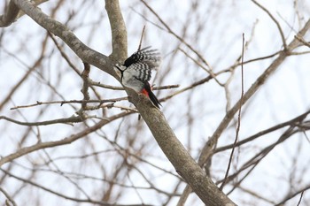 アカゲラ 野幌森林公園 2021年3月20日(土)