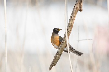 Sun, 2/28/2016 Birding report at Oizumi Ryokuchi Park