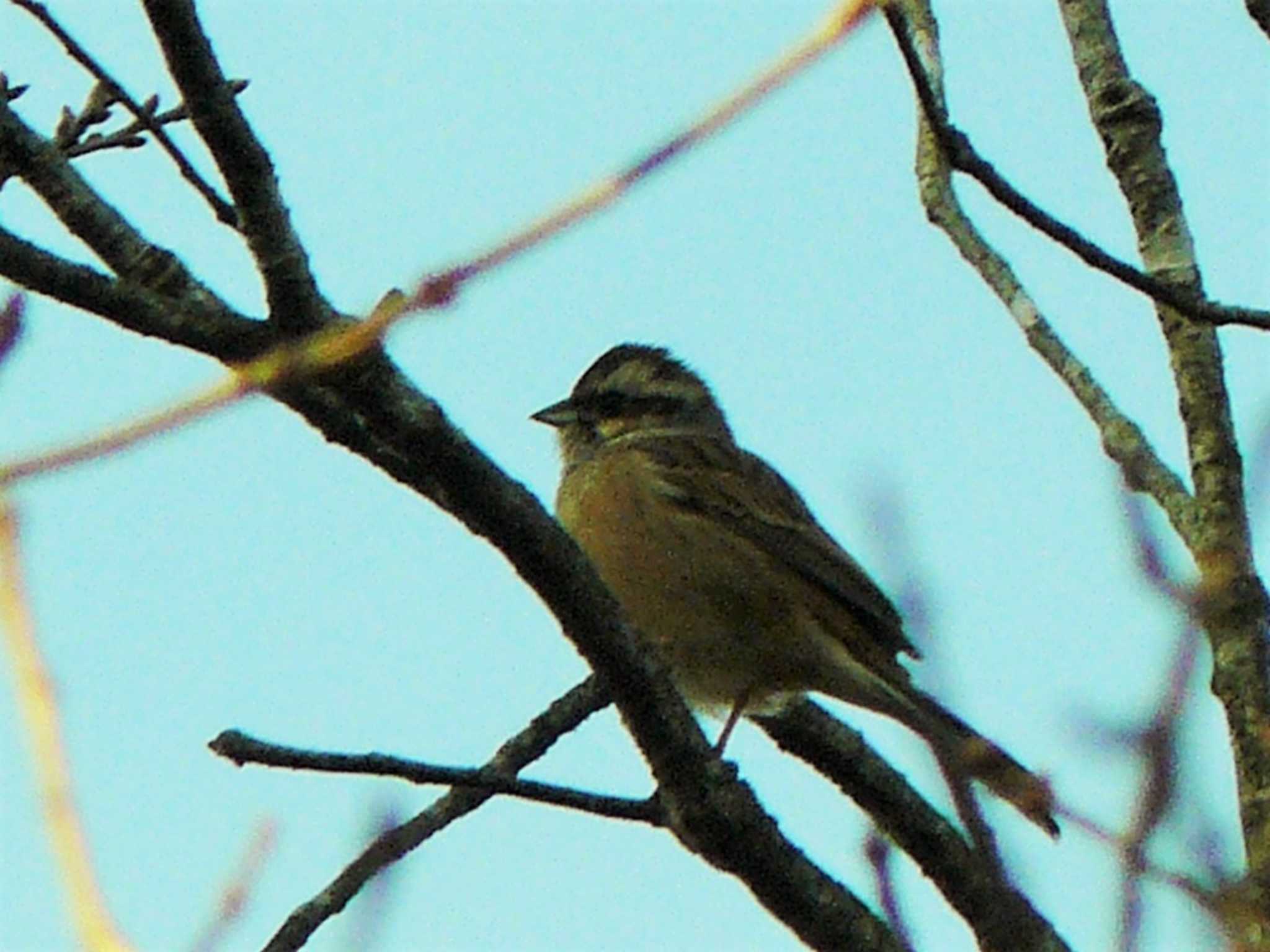 Meadow Bunting