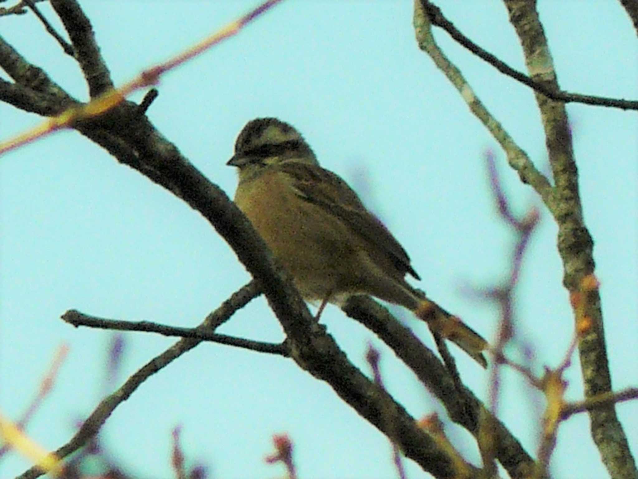 Meadow Bunting