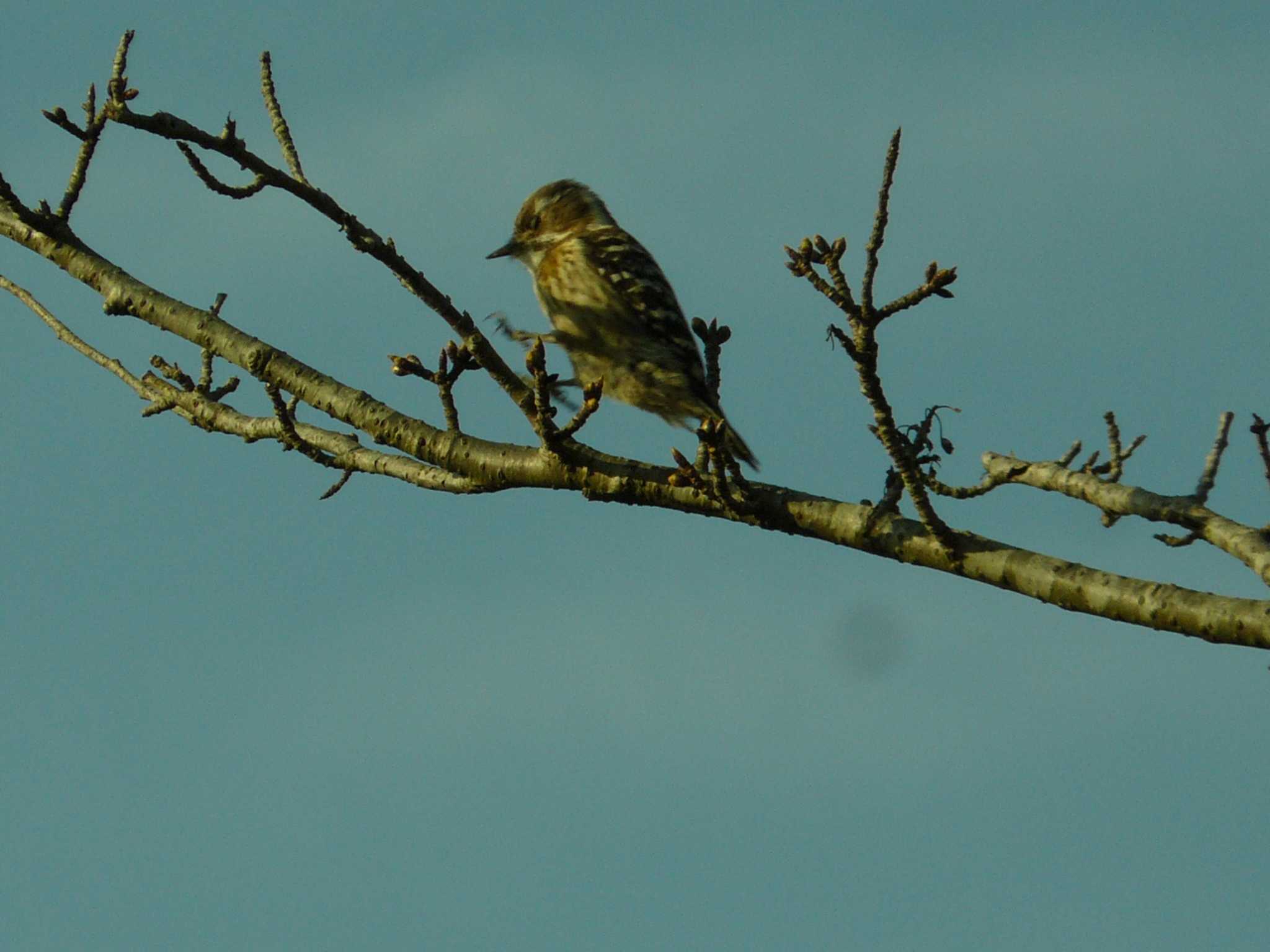 Japanese Pygmy Woodpecker