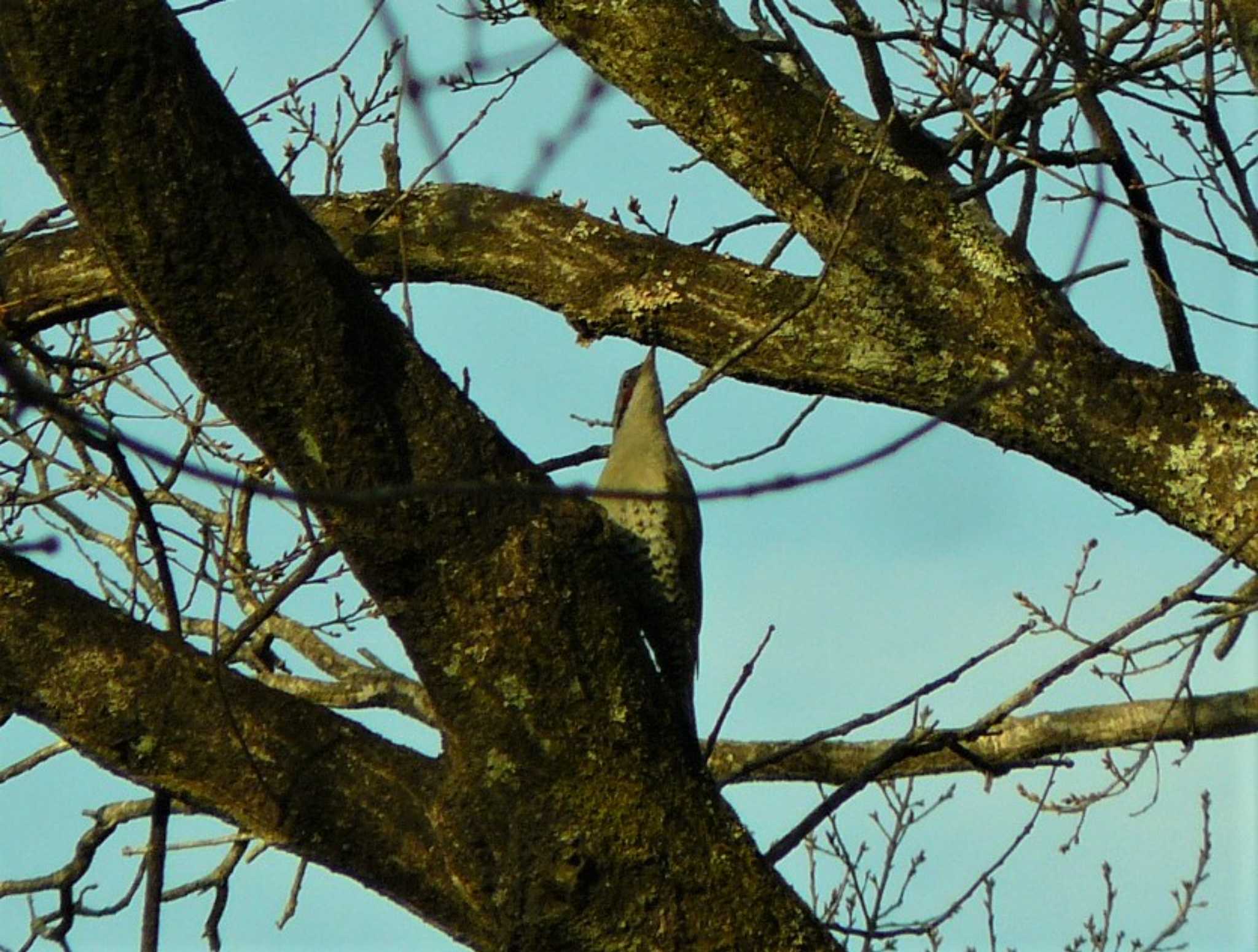 Japanese Green Woodpecker