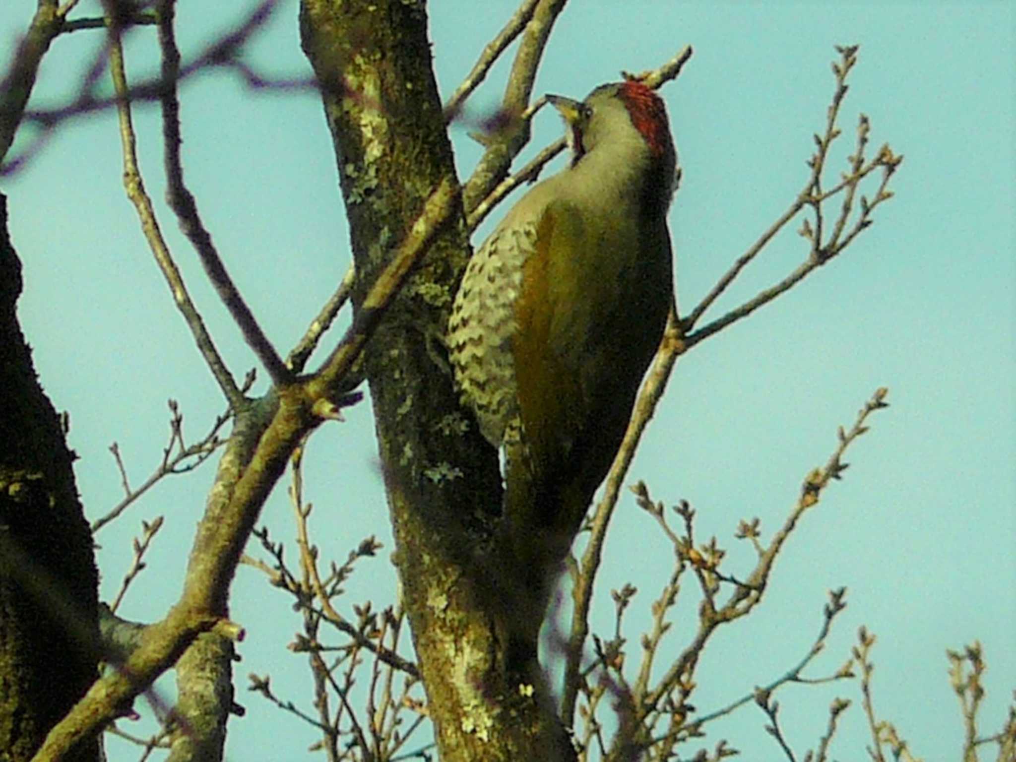 Japanese Green Woodpecker