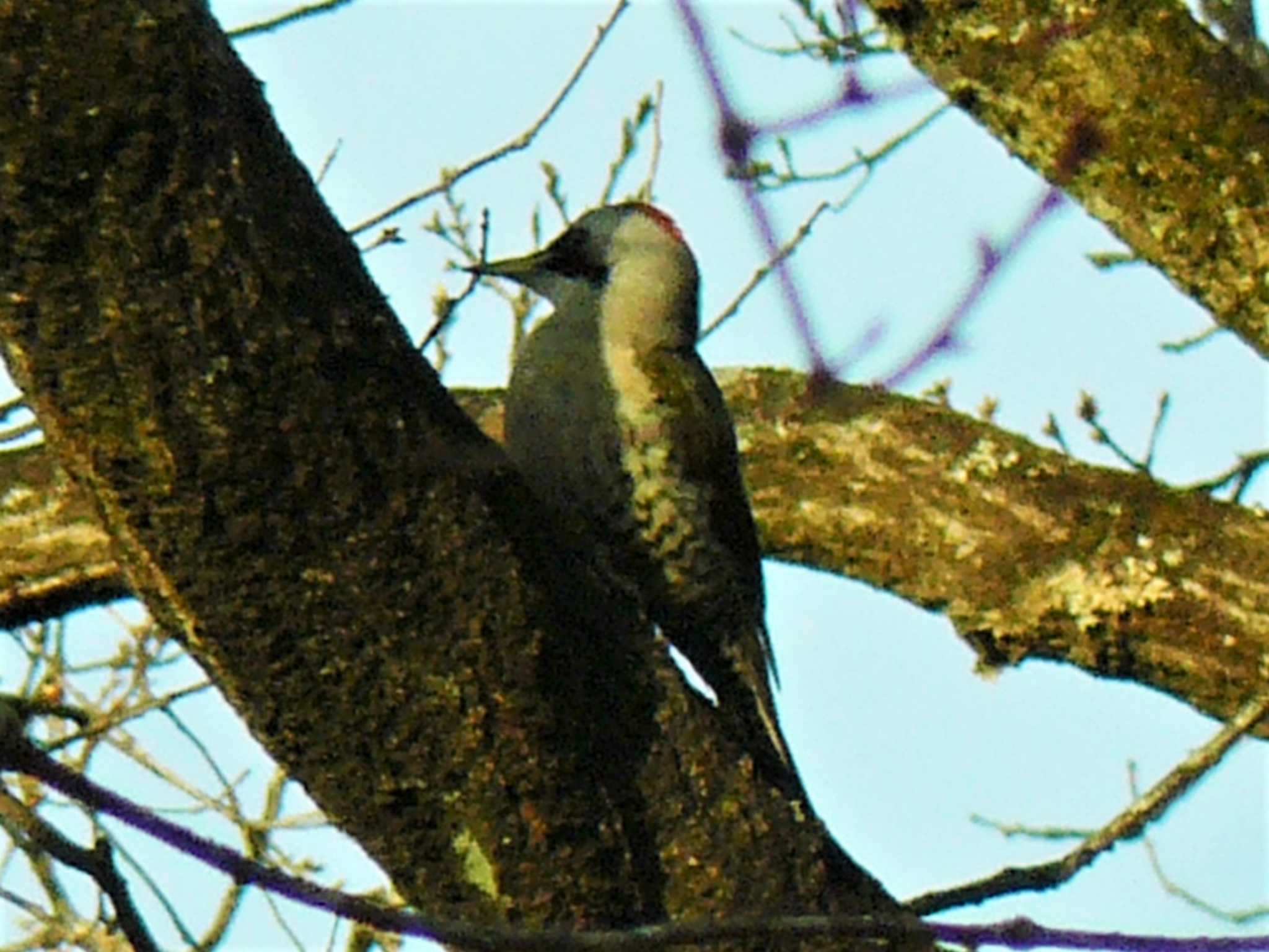 Japanese Green Woodpecker