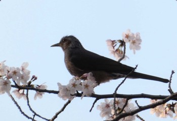 ヒヨドリ 通船堀公園 2021年3月24日(水)