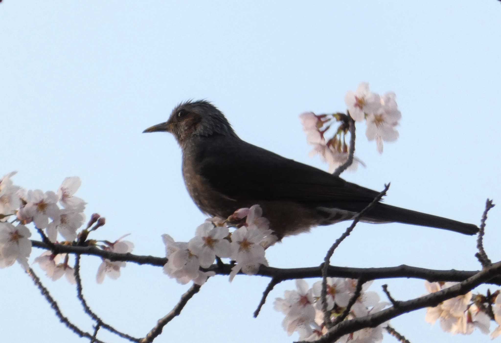 通船堀公園 ヒヨドリの写真 by sakura