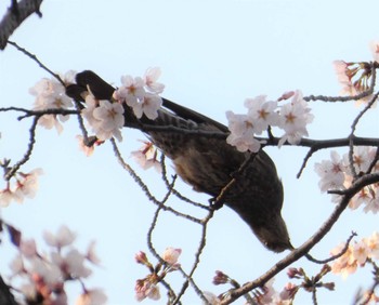 ヒヨドリ 通船堀公園 2021年3月24日(水)