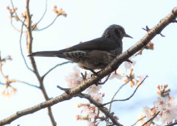 ヒヨドリ 通船堀公園 2021年3月24日(水)