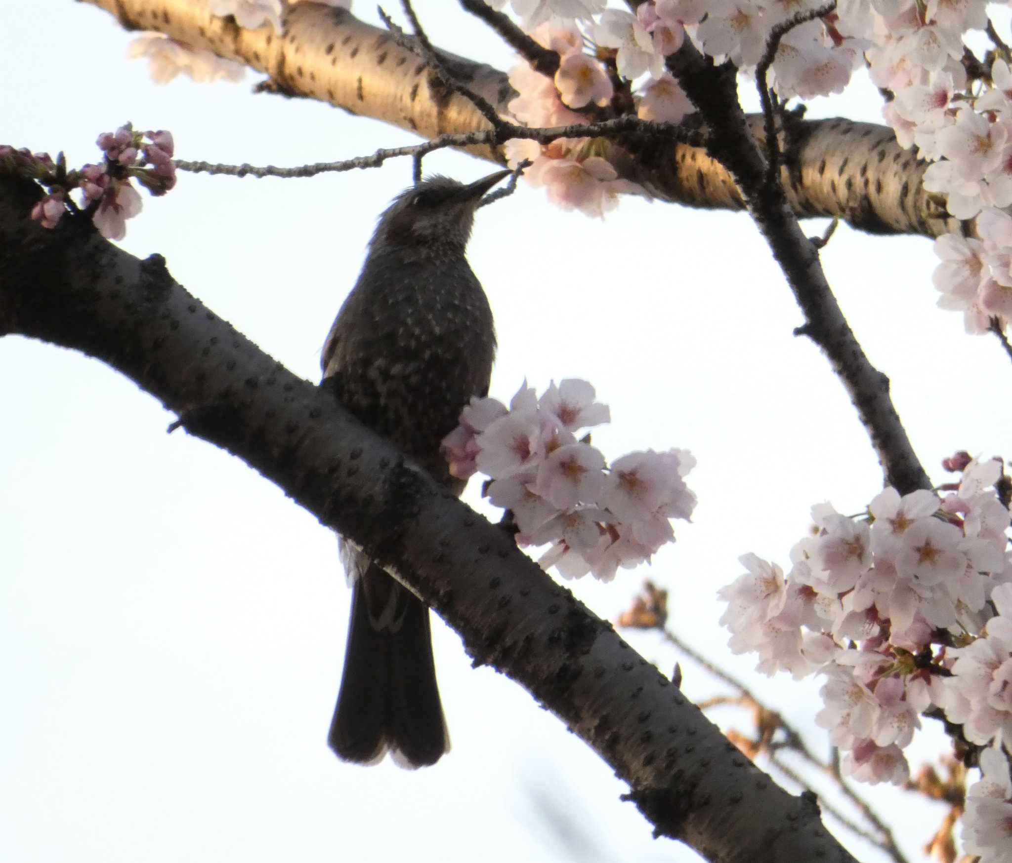 通船堀公園 ヒヨドリの写真 by sakura