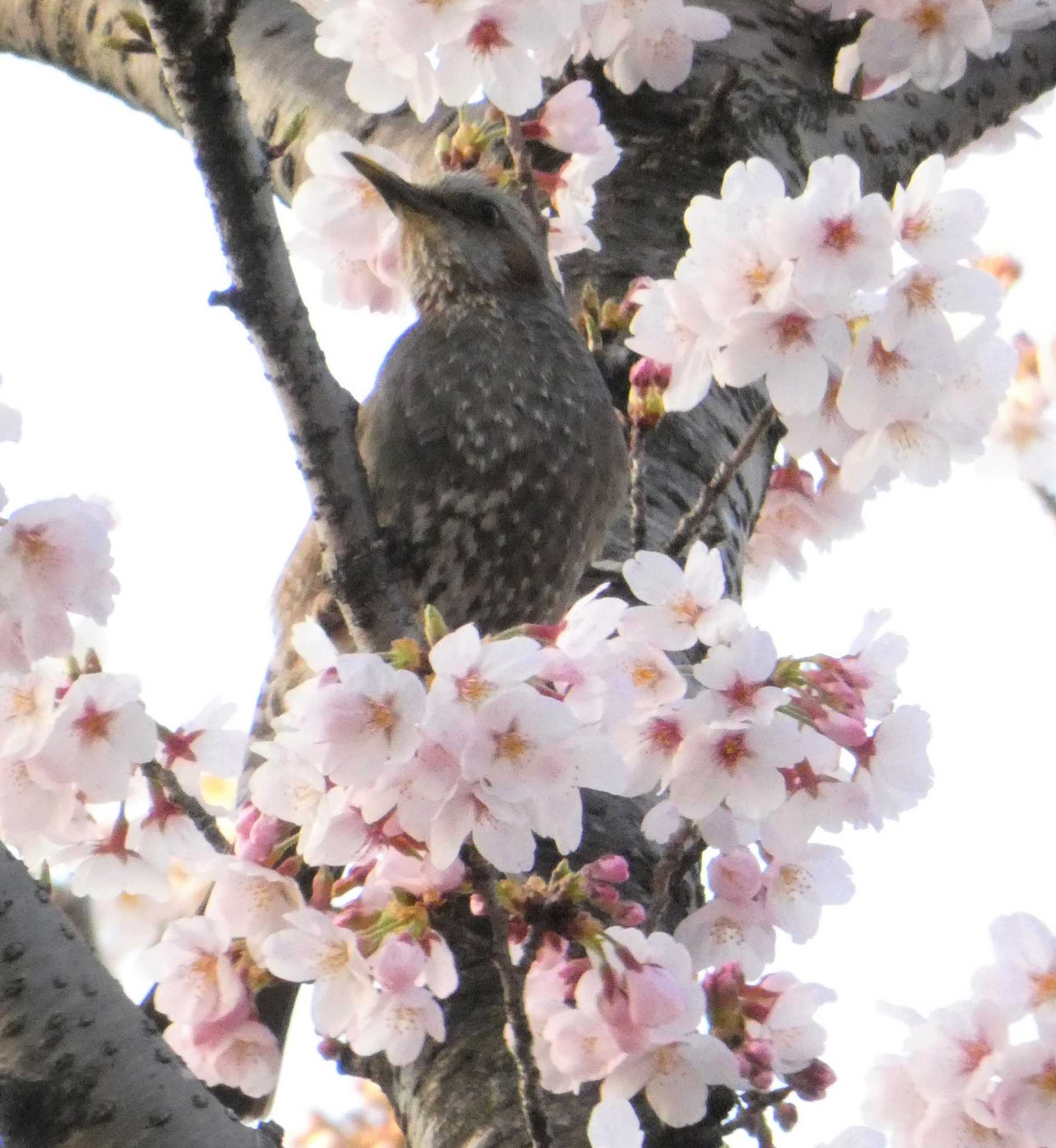 通船堀公園 ヒヨドリの写真 by sakura