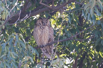 トラフズク 庄内緑地公園 2016年2月18日(木)