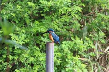 2021年3月25日(木) 石神井公園の野鳥観察記録